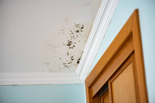 Certified Mold Removal in Pittsboro, IN