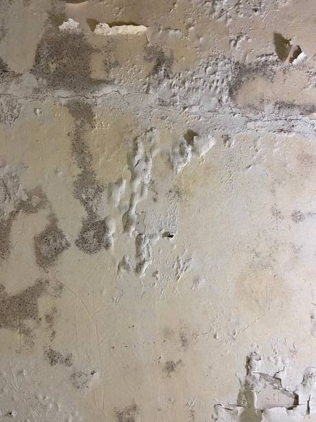 Reliable Pittsboro, IN Mold Removal Solutions